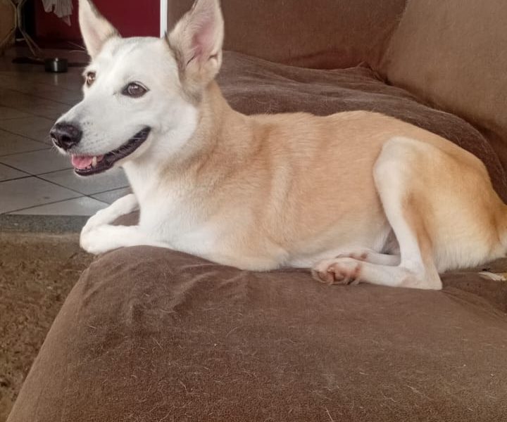 Zoe (Adoção Urgente)