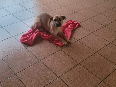 Belinha (Adoção Urgente)