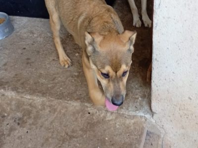 Porte M/P (Adoção Urgente)