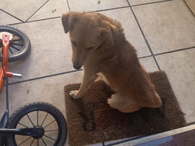 Porte P/M (Adoção Urgente)