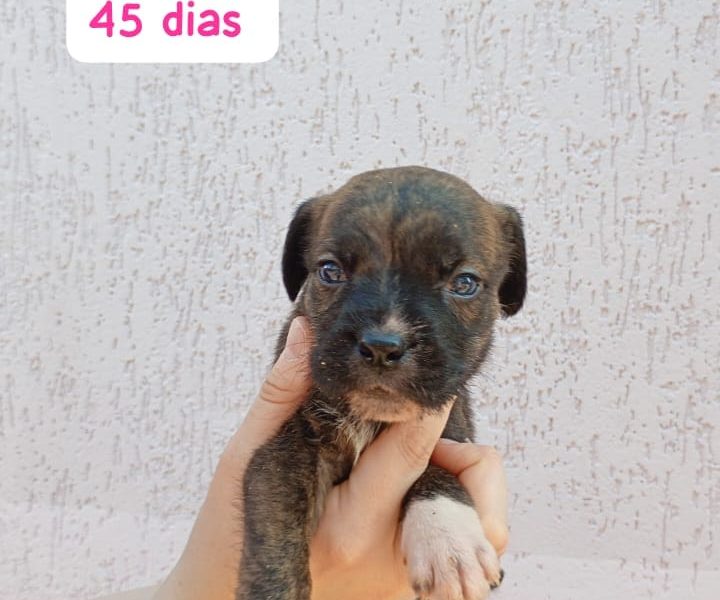 Filhotes (Adoção Urgente)