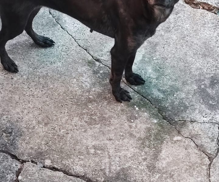 Puque e Belinha (Adoção Urgente)
