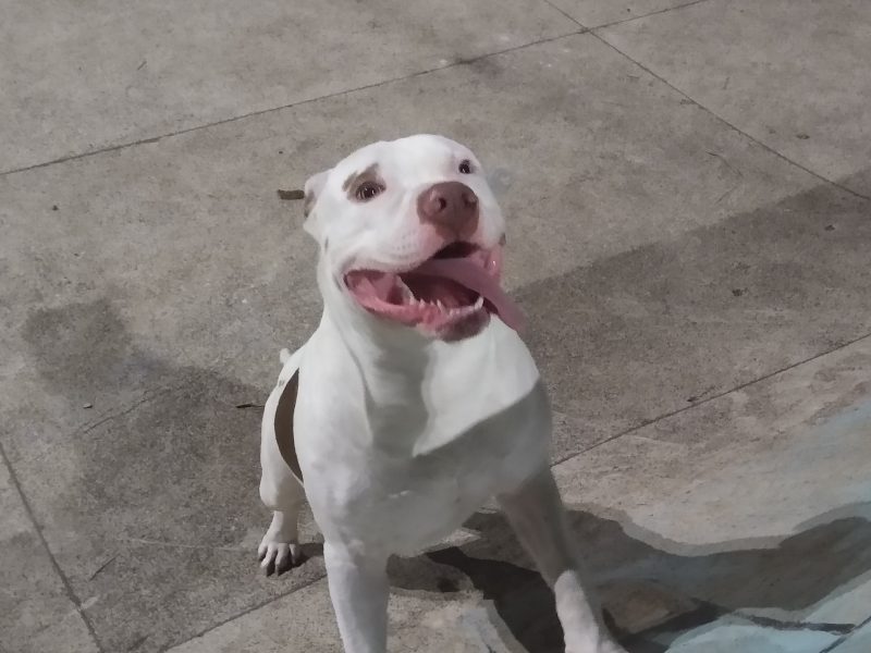 Zeus (Adoção Urgente)
