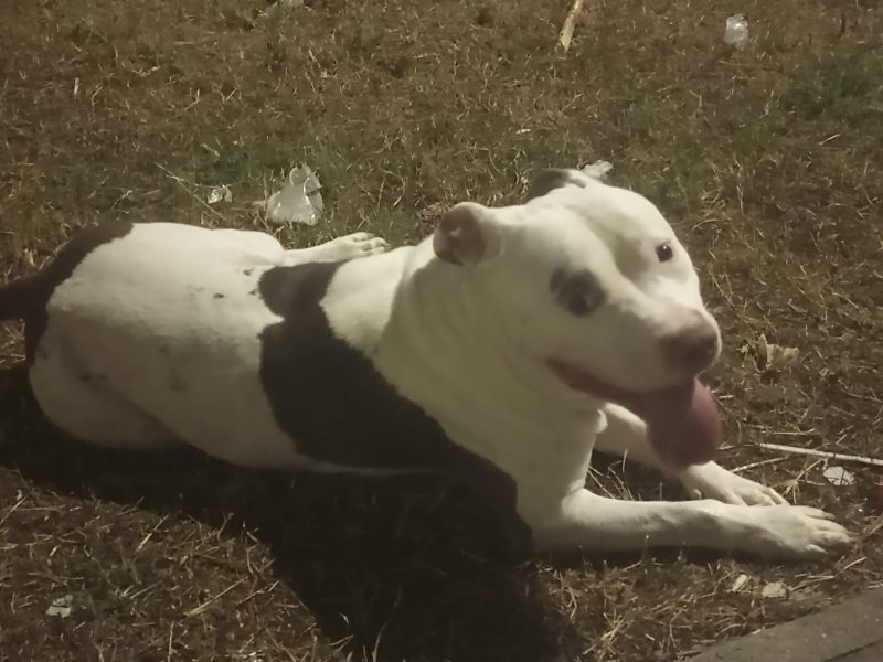 Zeus (Adoção Urgente)