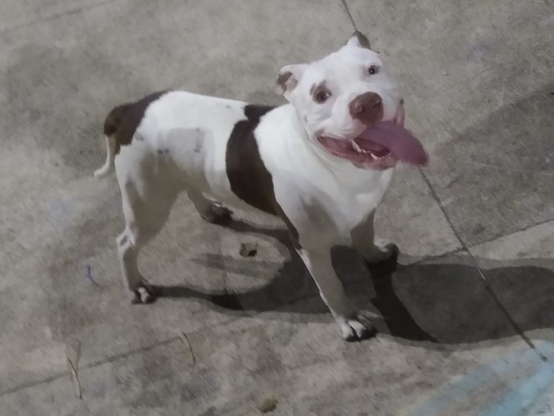 Zeus (Adoção Urgente)
