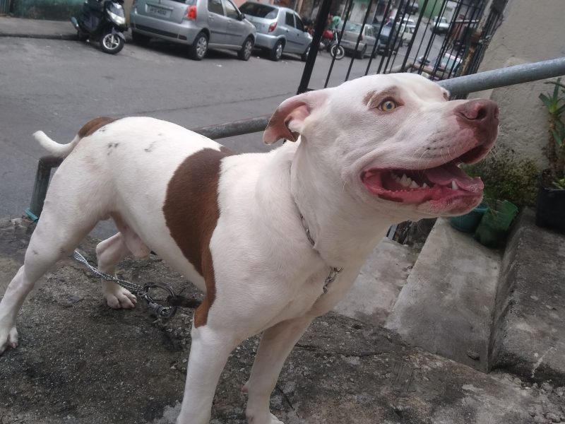 Zeus (Adoção Urgente)