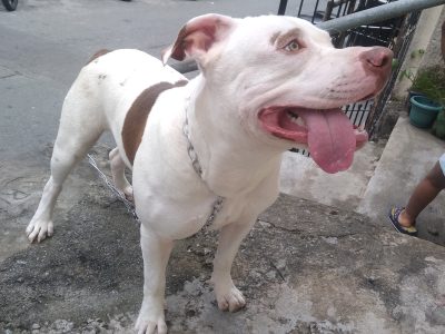 Zeus (Adoção Urgente)