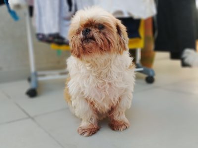 Piter (Adoção Urgente)