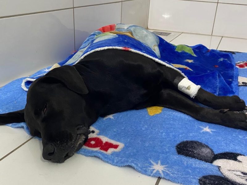 Negão (Adoção Urgente)