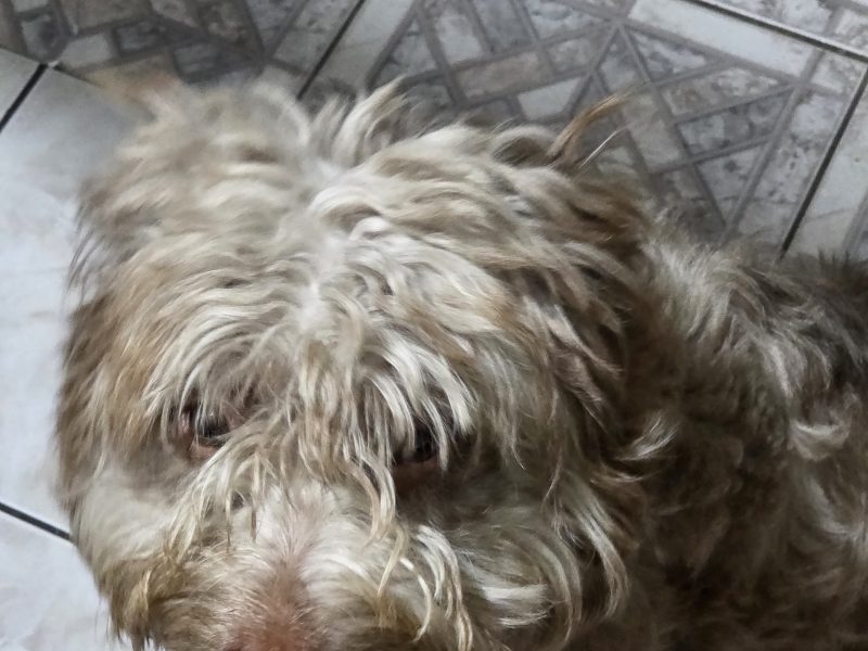 Ted (Adoção Urgente)