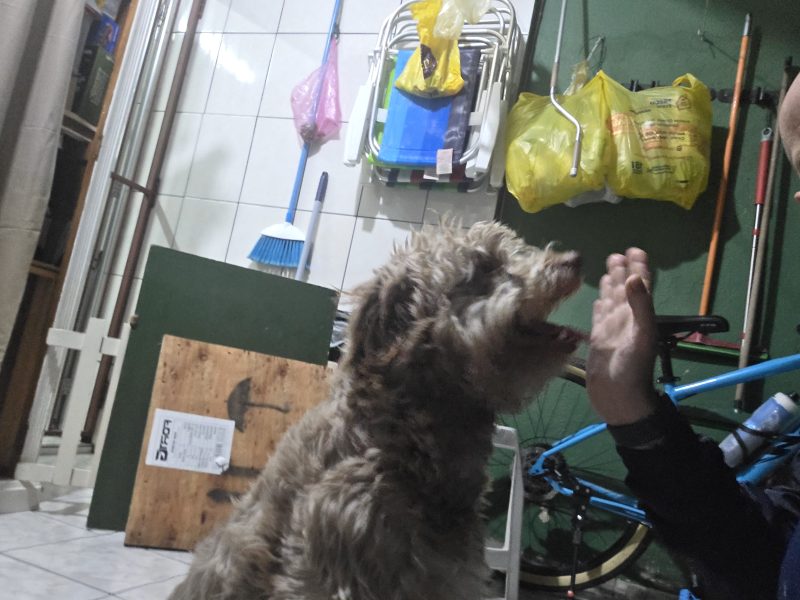 Ted (Adoção Urgente)