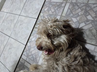 Ted (Adoção Urgente)