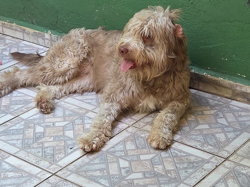 Ted (Adoção Urgente)
