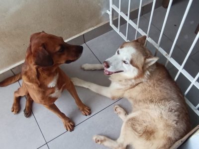 Hansk & Caramelo (Adoção Urgente)