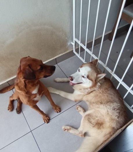 3 Cães (Adoção Urgente)