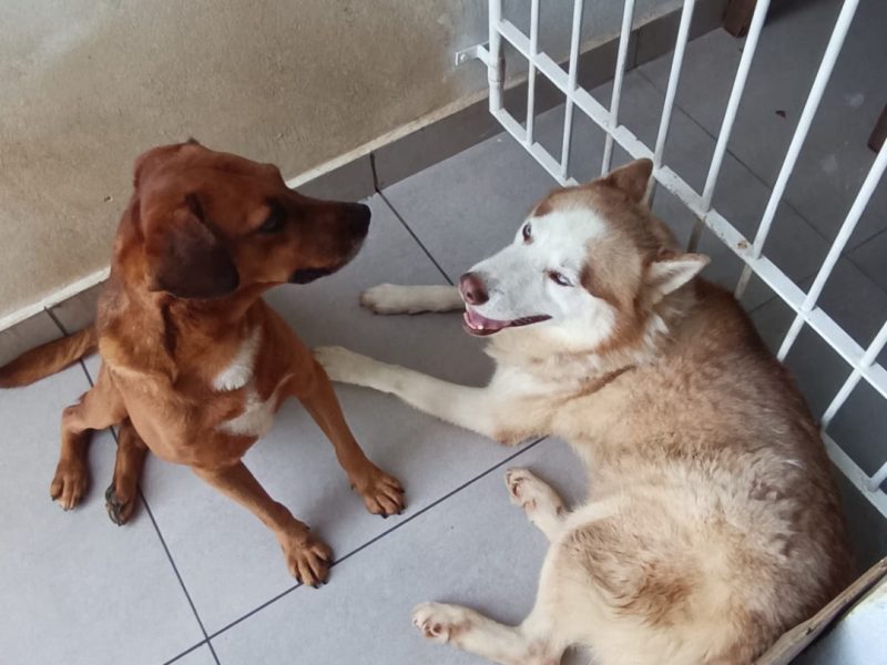 Hansk & Caramelo (Adoção Urgente)