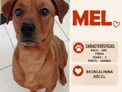 Mel (Adoção Urgente)
