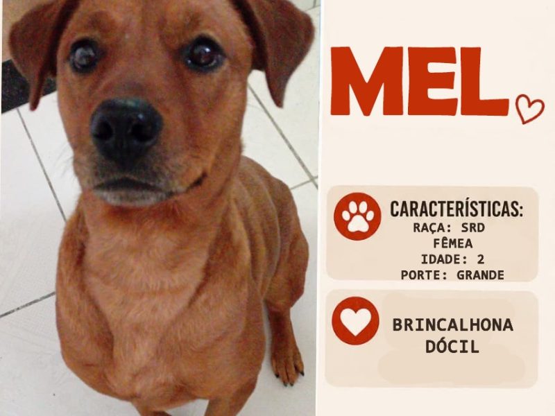 Mel (Adoção Urgente)
