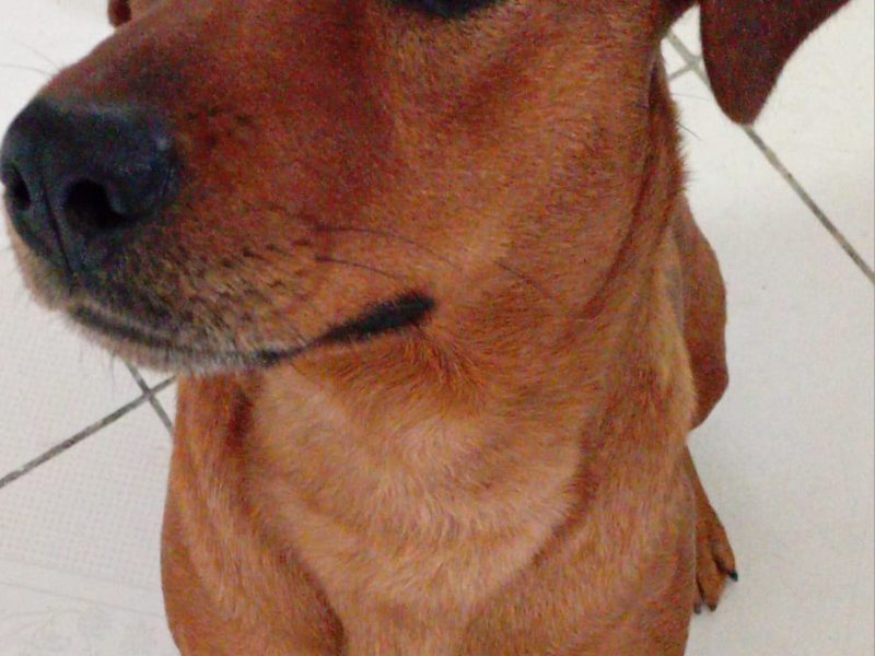 Mel (Adoção Urgente)