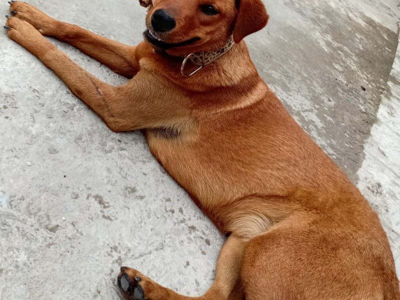 Mel (Adoção Urgente)