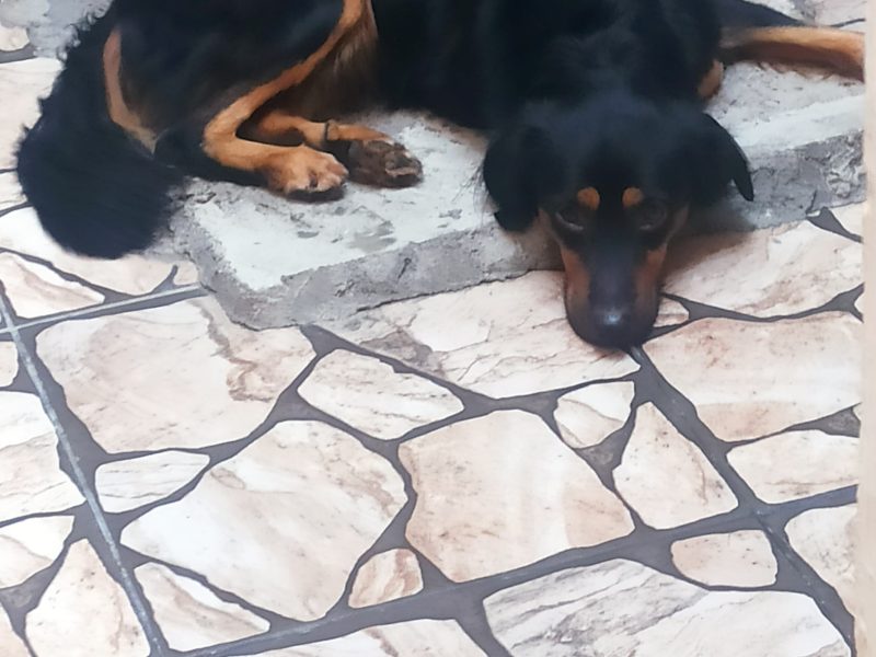 Spyke (Adoção Urgente)