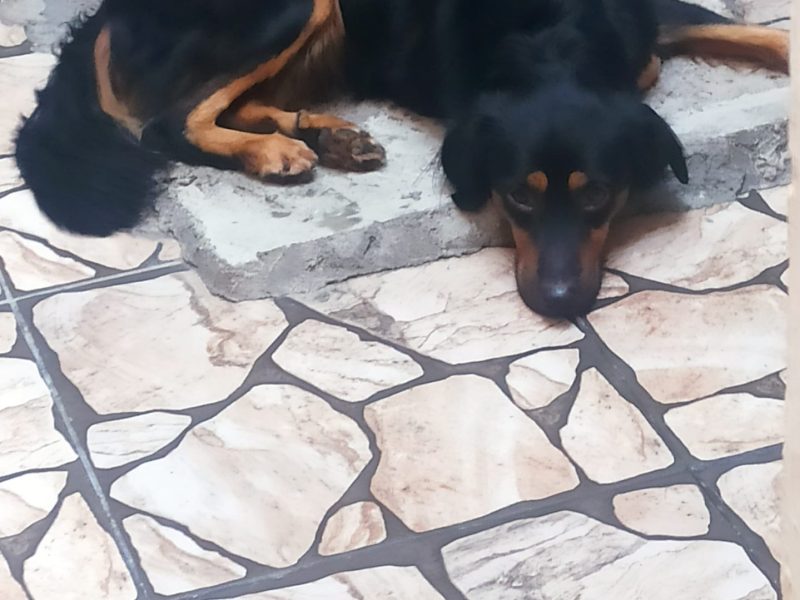 Spyke (Adoção Urgente)