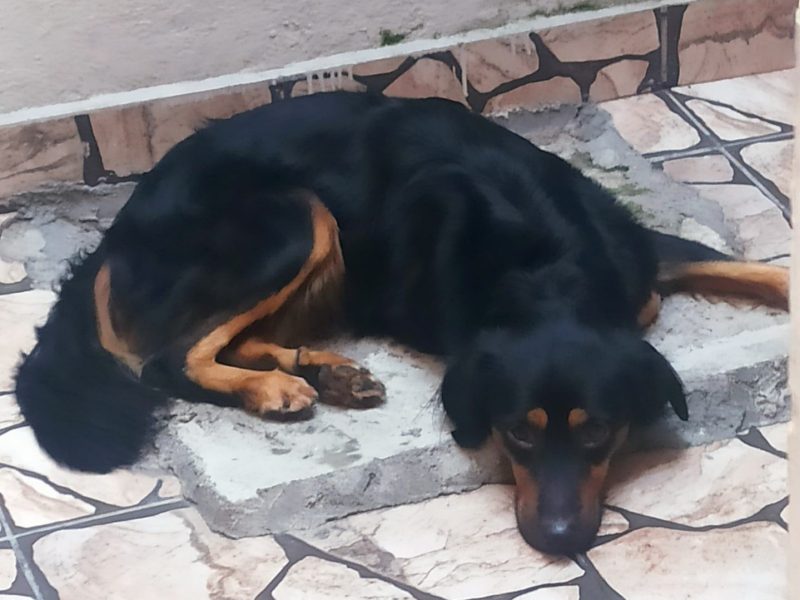 Spyke (Adoção Urgente)