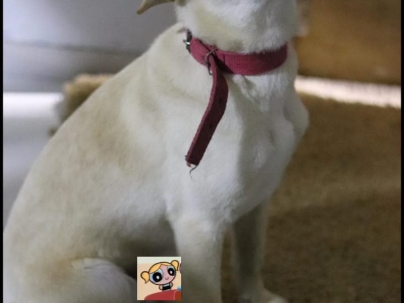 Jake (Adoção Urgente)