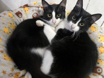 Emy e Lemmy (Adoção Urgente)