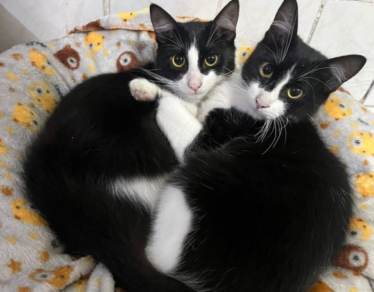 Emy e Lemmy (Adoção Urgente)