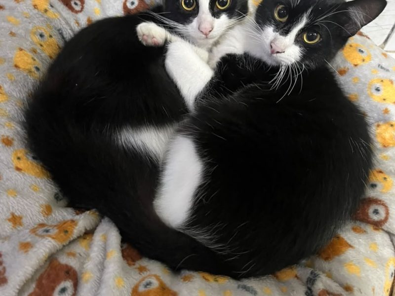 Emy e Lemmy (Adoção Urgente)