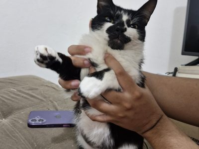 Gilla (Adoção Urgente)
