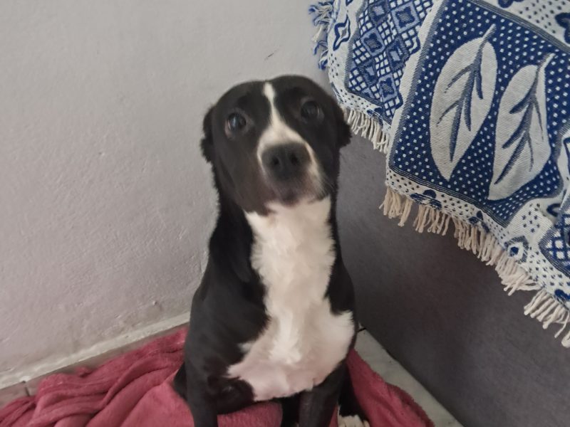 Zury (Adoção Urgente)