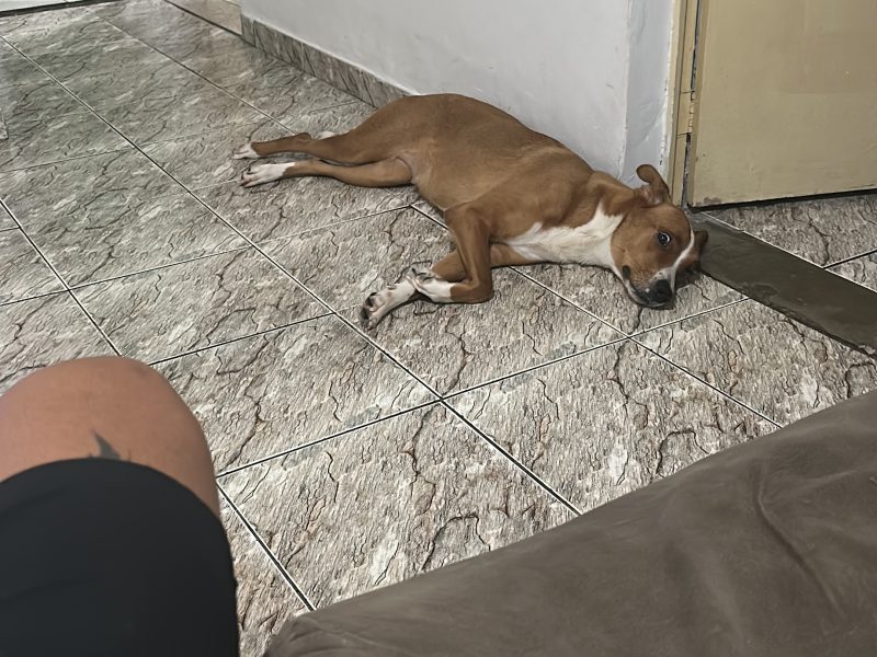 Puma (Adoção Urgente)