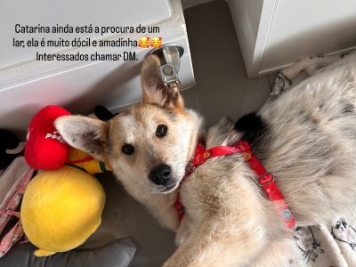 Catarina (Adoção Urgente)