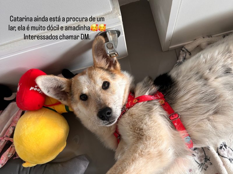 Catarina (Adoção Urgente)