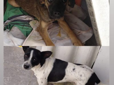 Vaquinha/Lilica (Adoção Urgente)