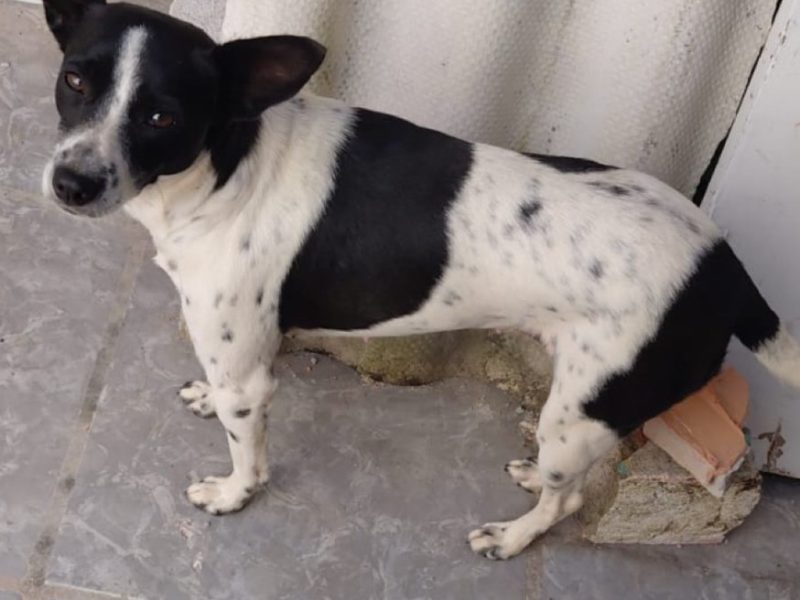 Vaquinha/Lilica (Adoção Urgente)