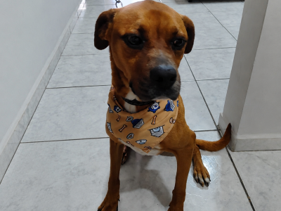 Zeus (Adoção Urgente)