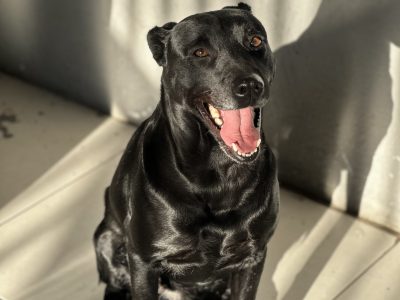 Luna (Adoção Urgente)