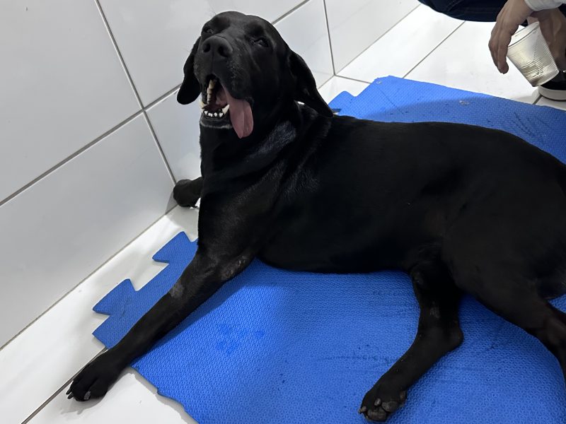 Negão (Adoção Urgente)