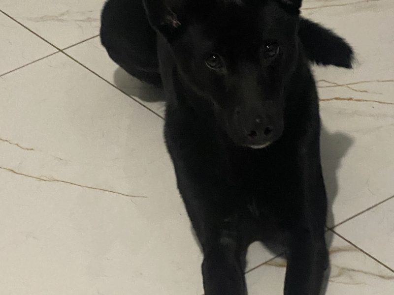 Kiara (Adoção Urgente)