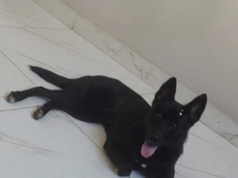 Kiara (Adoção Urgente)