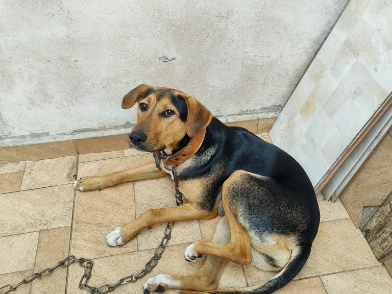 Mel (Adoção Urgente)