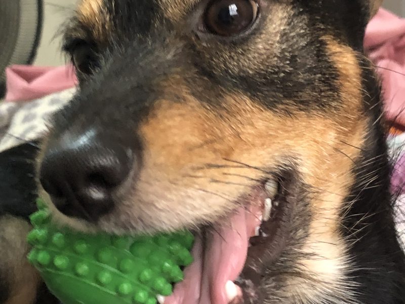 Max (Adoção Urgente)