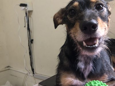 Max (Adoção Urgente)