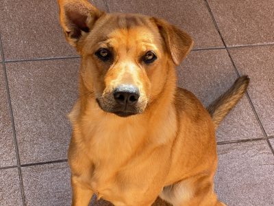 Amora (Adoção Urgente)