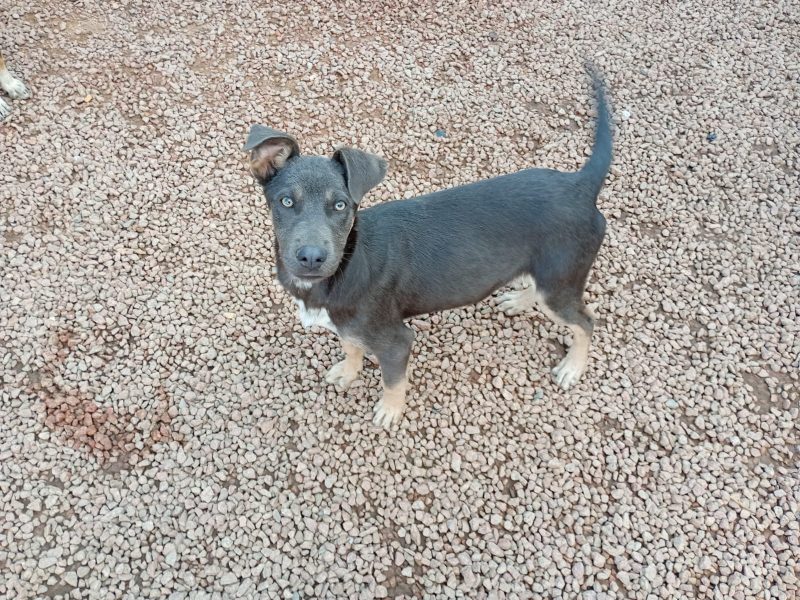 4 Cães (Adoção Urgente)
