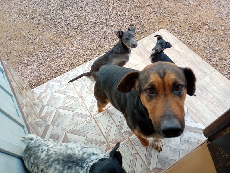 4 Cães (Adoção Urgente)