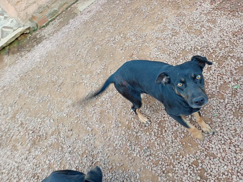 4 Cães (Adoção Urgente)